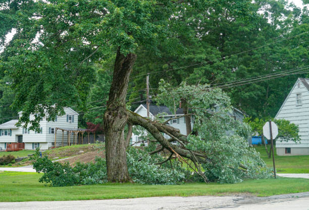 How Our Tree Care Process Works  in  Breese, IL