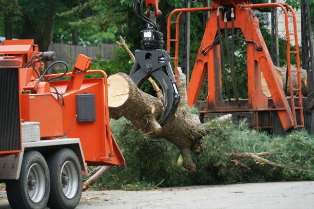 Best Leaf Removal  in Breese, IL